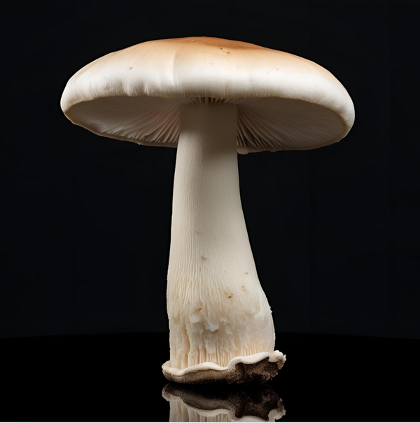 Oyster Mushroom