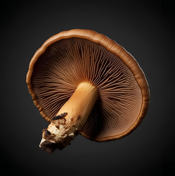 Shitake Mushroom